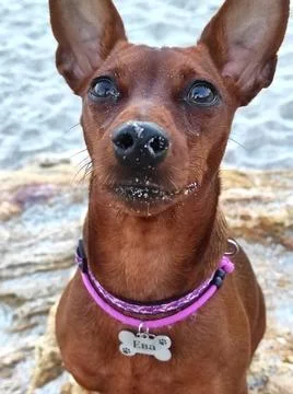 Puppy muzzle 스톡 사진