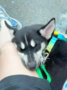 A puppy napping Foto stock
