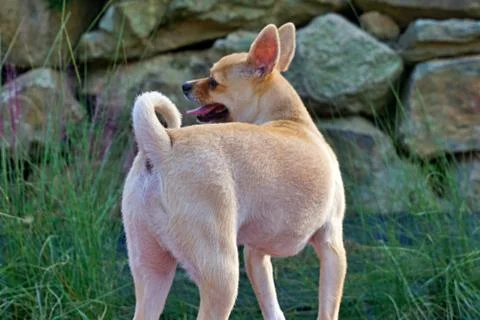 A puppy with a nice back Foto stock