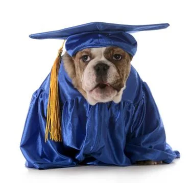 Puppy obedience Stock Photos