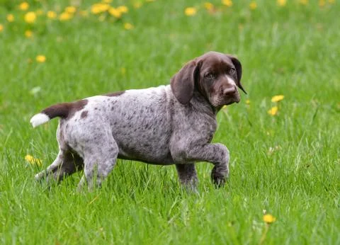 Puppy outside Stock Photos