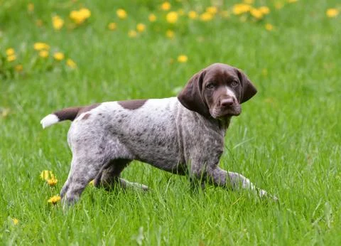 Puppy outside Stock Photos