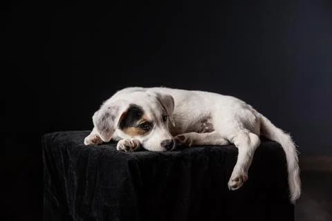 A puppy with a patch on its eye lies with its paw hanging off the pouf Stock Photos