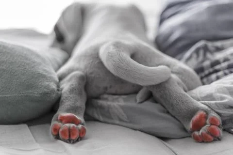 Puppy paws Stock Photos