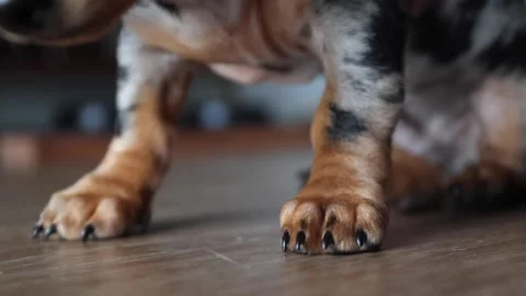 Puppy paws pick up Stock Footage 171909623