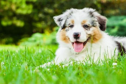 Puppy Stock Photos