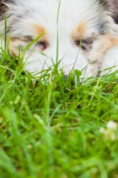 Puppy Stock Photos