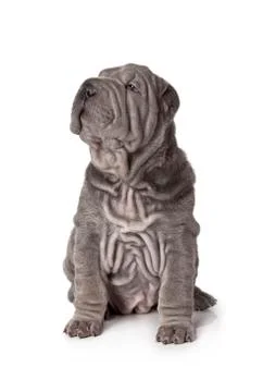 Puppy Fotos Stock