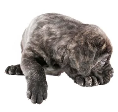 Puppy Stock Photos