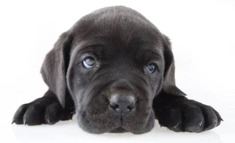 Puppy Stock Photos