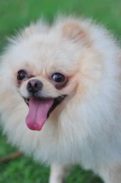Puppy Stock Photos