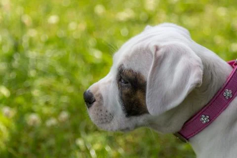 Puppy Stock Photos