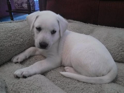 Puppy Stock Photos