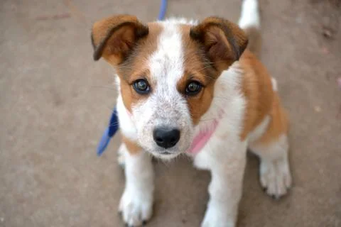Puppy Stockfoto's