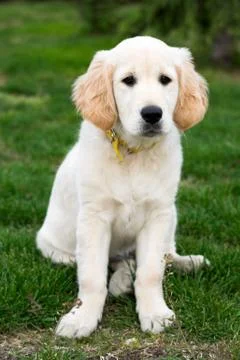 Puppy Stock Photos