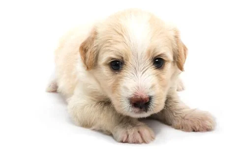 Puppy Stock Photos