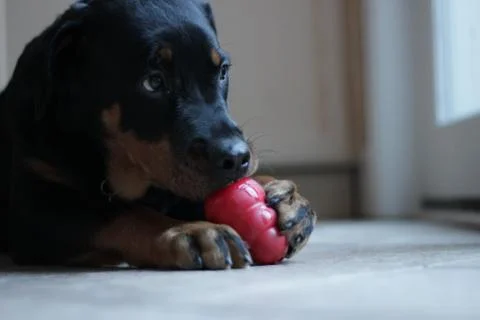 Puppy 写真素材