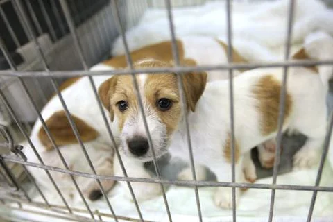 Puppy Stock Photos