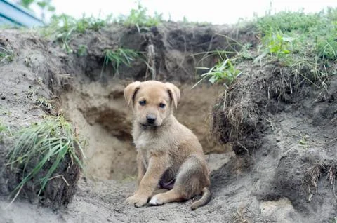Puppy Stock Photos