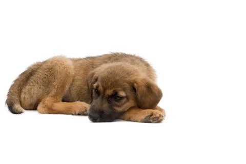 Puppy Stock Photos
