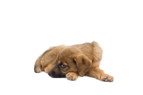 Puppy Stock-Fotos
