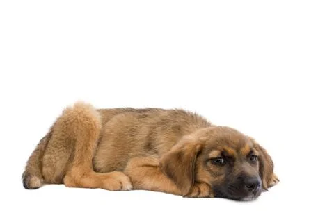 Puppy Stock Photos