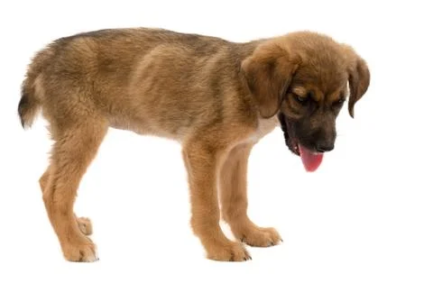 Puppy Stock Photos