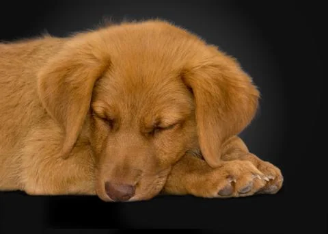 Puppy Stock Photos