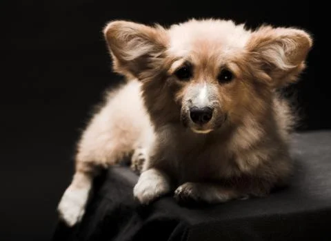 Puppy Stock Photos