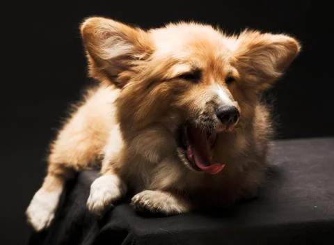 Puppy Stock Photos
