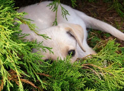 Puppy Stock Photos