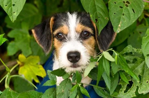 Puppy Stock Photos