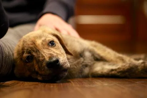 Puppy. Foto stock