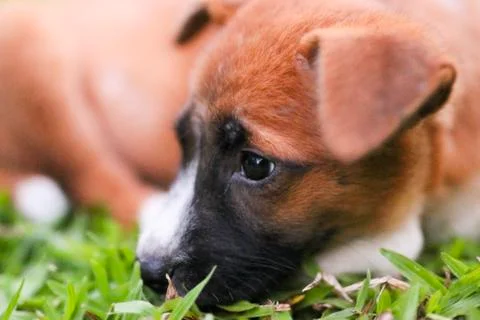 Puppy Stock Photos