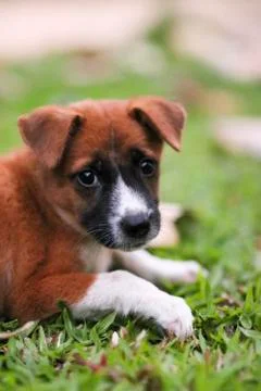 Puppy Stock Photos