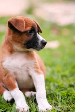 Puppy Stock Photos