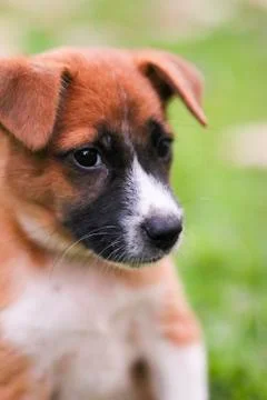 Puppy Stock Photos