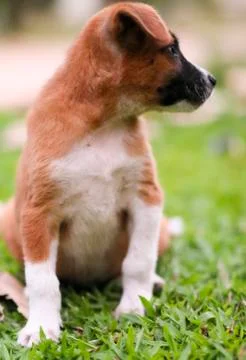 Puppy Stock Photos