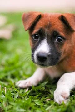 Puppy Stock Photos