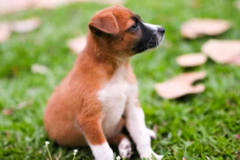 Puppy Stock Photos