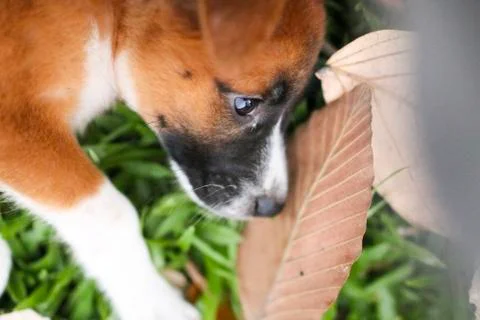 Puppy Stock Photos