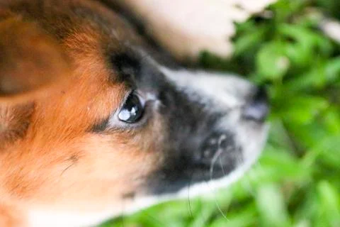 Puppy Stock Photos