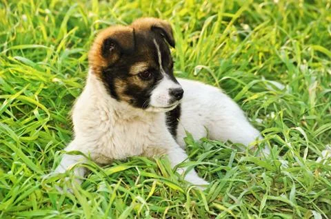 Puppy Stock Photos