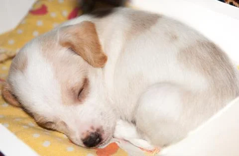 Puppy Stock Photos