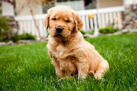 Puppy Fotos Stock
