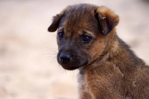 Puppy Stock Photos