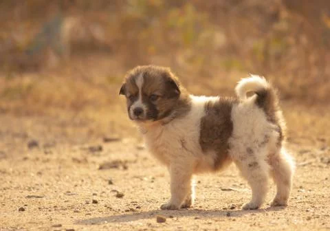 A  Puppy Stock Photos