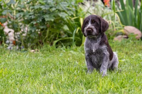 Puppy Stock Photos