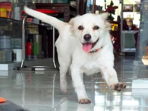 Puppy 스톡 사진