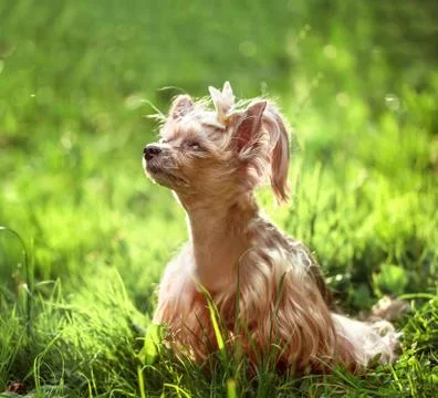 Puppy Stock Photos
